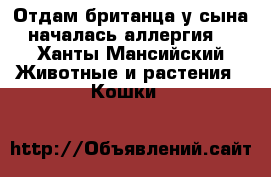 Отдам британца,у сына началась аллергия. - Ханты-Мансийский Животные и растения » Кошки   